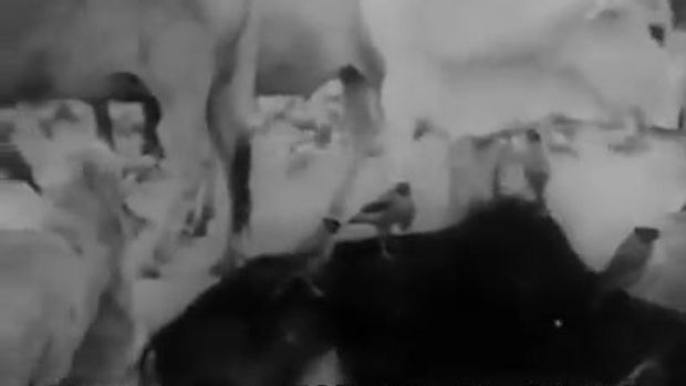 video 1
